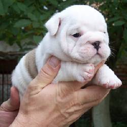 Regalo Camada Bulldog ingles Pedigre Campeones monterrey, mexico