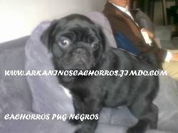 EN NAVIDAD  PROMOCION DE PERROS CACHORROS DE CRIADERO BOGOTA, COLOMBIA
