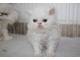 VENTA DE GATOS PERSAS FDGG cali, colombia