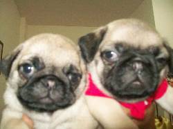 PUG VENTA DE CACHORROS 3103754882 FFRSD cali, colombia