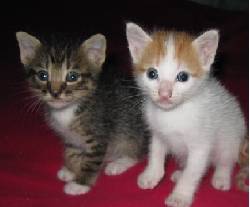 ADOPCION DE GATITOS villavicencio, Colombia