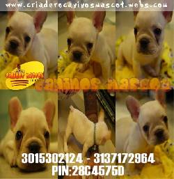bulldog frances en medellin el cachorro ideal  medellin, colombia