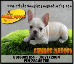 bulldog frances un hermoso cachorrito... medellin, colombia