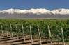 Bodega de vinos + 50 hta en Argentina. mendoza, argentina