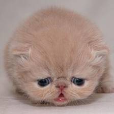 VENTA DE GATOS PERSAS DEFEFEE cali, colombia