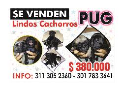 se venden  perritos pug negros  cali, colombia