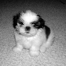 SHIH-TZU VENTA DE CACHORROS 3103754882 FFRSD cali, colombia