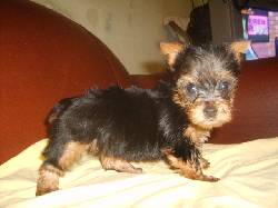 YORKSHIRE TERRIER VENTA DE CACHORROS 3103754882 FFVGM cali, colombia