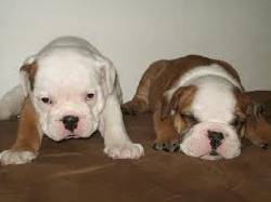 BULLDOG INGLES VENTA DE CACHORROS 3103754882 FFRSD cali, colombia