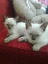 VENTA DE GATOS SIAMES gfdg cali, colombia