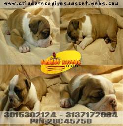 bulldog ingles ahora disponibles medellin, colombia