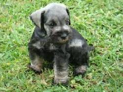 SHNAUZER VENTA DE CACHORROS 3103754882 FFRSD cali, colombia