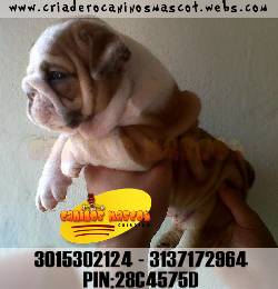 bulldog ingles gran oferta medellin, colombia