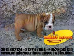 bulldog ingles para los amantes de esta hermosa raza medellin, colombia