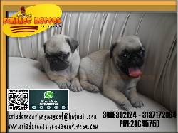 pug carlino exelente mascota para este 2013 medellin, colombia