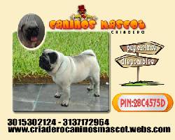 pug carlino el verdadero cachorro medellin, colombia