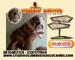 bulldog ingles los + hermosos cachorritos  medellin, colombia