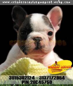 bulldog frances medellin disponibles medellin, colombia