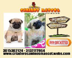 pug carlinos muy tiernos medellin, colombia