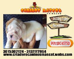 bulldog ingles hermosisimos cachorritos  medellin, colombia