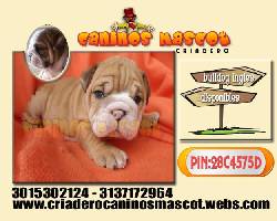 bulldog ingles de exelente linea medellin, colombia