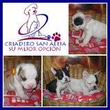 VENTA DE BULLDOG FRANCES cali, colombia