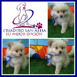 VENTA DE LINDOS POMERANIA cali, colombia