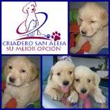 aaa HERMOSOS  CACHORROS DE GOLDEN RETRIEVER cali, colombia