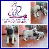 aa HERMOSOS PUG CHINO // ... cali, colombia