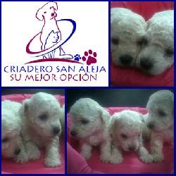 lindos poodles--- cali, colombia