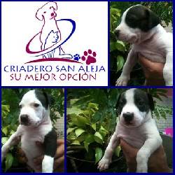 ---PRECIOSOS PITBULL---- cali, colombia