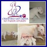 ESPECTACULARES BULL TERRIER  cali, colombia