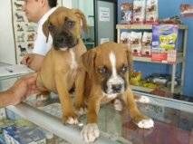  PRECIOSOS BOXER cali, colombia