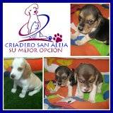 #( PRECIOSOS      BEAGLE cali, colombia