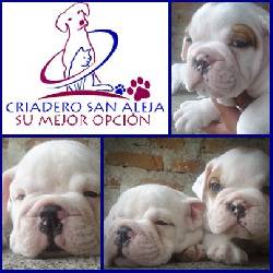 -*//*--*/ PRECIOSOS   BULLDOG INGLES cali, colombia