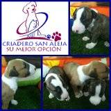 PRECIOSOS CACHORROS DE  BULL TERRIER cali, colombia