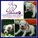 SALUDABES CACHORRITOS DE BULLDOG INGLES cali, colombia