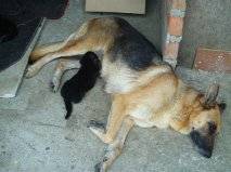 ---LINDOS  CACHORROS PASTOR ALEMAN cali, colombia