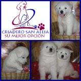 (( PRECIOSOS  SAMOYEDO)) cali, colombia