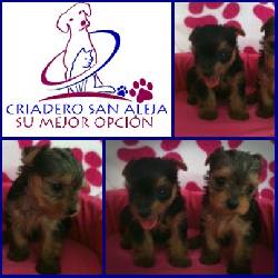 YORSHIRE TERRIER  cali, colombia