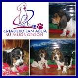  CAMADA DE BASSET HOUND cali, colombia