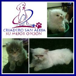 VENTA DE GATOS  PERSA Y SIAMES cali, colombia