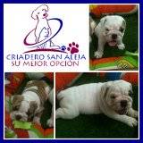 [[   BULLDOG INGLES EN VENTA cali, colombia