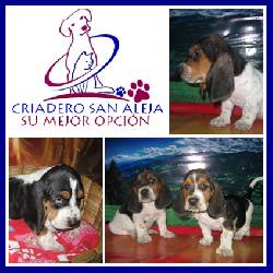 PRECIOSOS BASSET HOUND cali, colombia