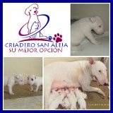 BULL TERRIER EN VENTA cali, colombia