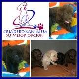 VENTA DE PERRITOS LABRADOR cali, colombia