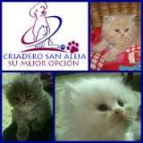 GATOS PERSA Y SIAMES EN VENTA cali, colombia