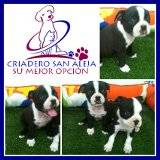 TIERNOS BOSTON TERRIER cali, colombia