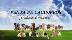 VENTA DE  CACHORROS  EN BOGOTA  VARIAS RAZAS BOGOTA, COLOMBIA