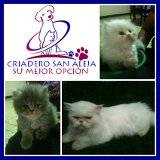 VENTA DE HERMOSOS GATOS PERSA Y SIAMES cali, colombia